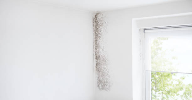 Trusted Norway, MI Mold Removal Experts