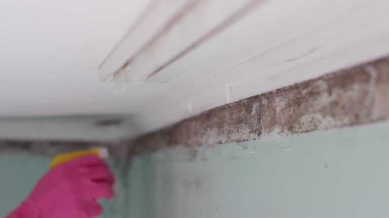Mold Documentation for Insurance Claims in Norway, MI